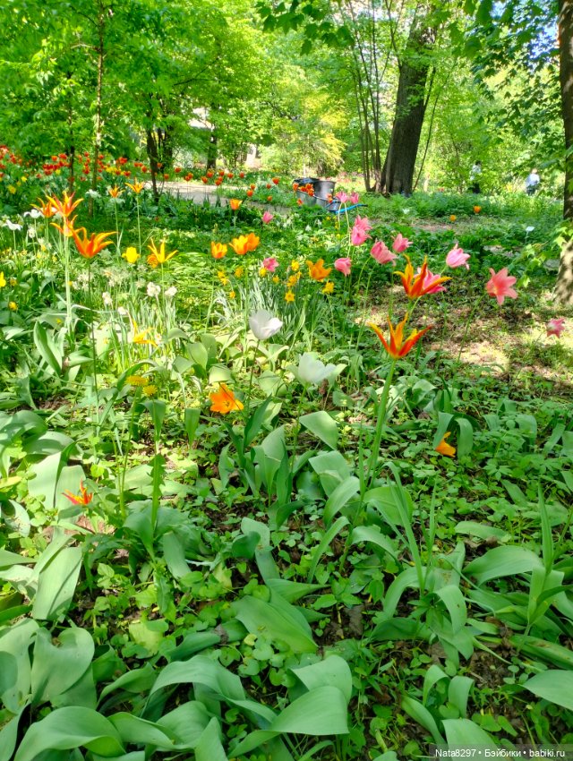 Майские прогулки с Плюшечками, часть 3. Аптекарский огород. Селин и Карли от Heidi Plusczok (фото 5)