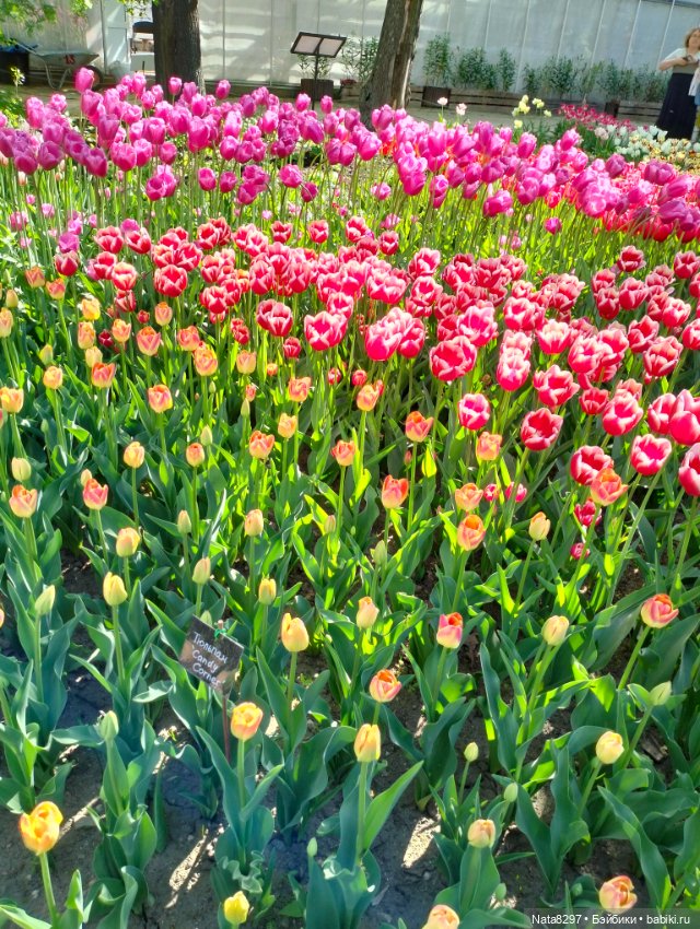 Майские прогулки с Плюшечками, часть 3. Аптекарский огород. Селин и Карли от Heidi Plusczok (фото 8)