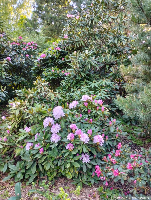 Майские прогулки с Плюшечками, часть 3. Аптекарский огород. Селин и Карли от Heidi Plusczok