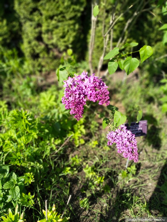 Майские прогулки с Плюшечками, часть 3. Аптекарский огород. Селин и Карли от Heidi Plusczok (фото 7)