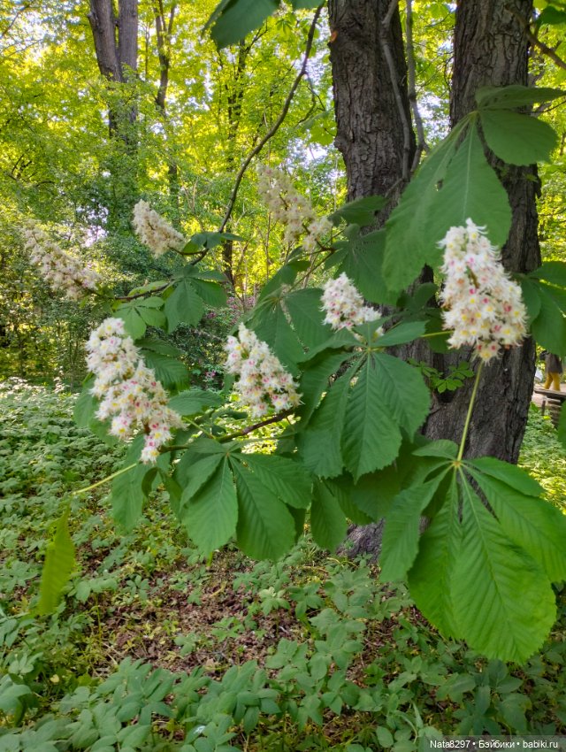 Майские прогулки с Плюшечками, часть 3. Аптекарский огород. Селин и Карли от Heidi Plusczok