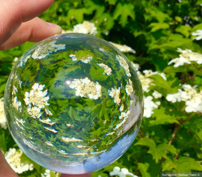 Микромир в объективе — Красивая природа и цветы: фото пейзажей (фото 6)