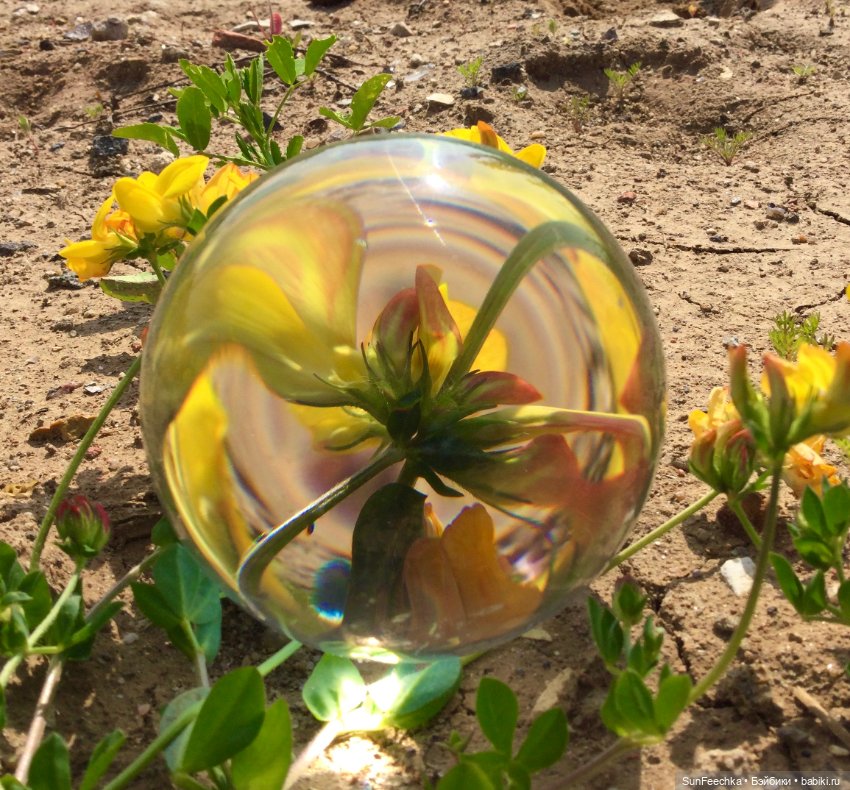 Микромир в объективе — Красивая природа и цветы: фото пейзажей