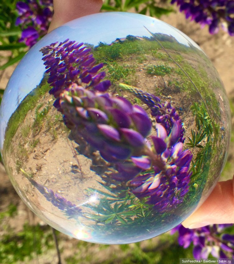 Микромир в объективе — Красивая природа и цветы: фото пейзажей