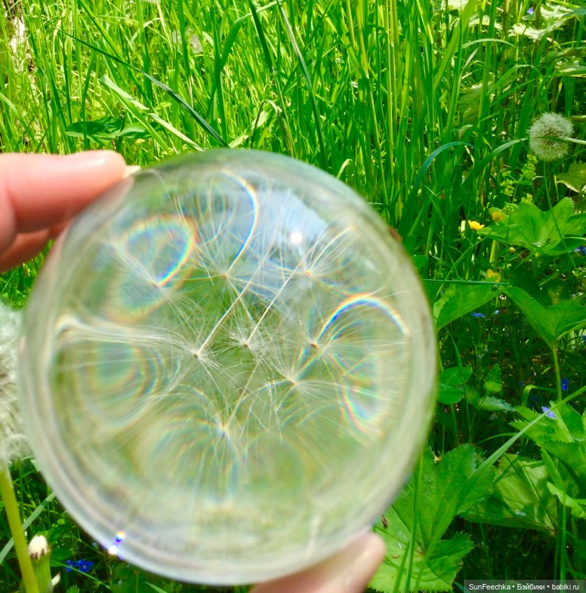 Микромир в объективе — Красивая природа и цветы: фото пейзажей