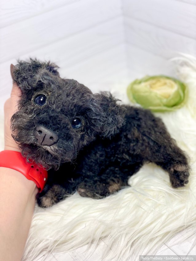 Ódin 🐾🐶 — Реалистичные игрушки и звери (Натюр): собаки