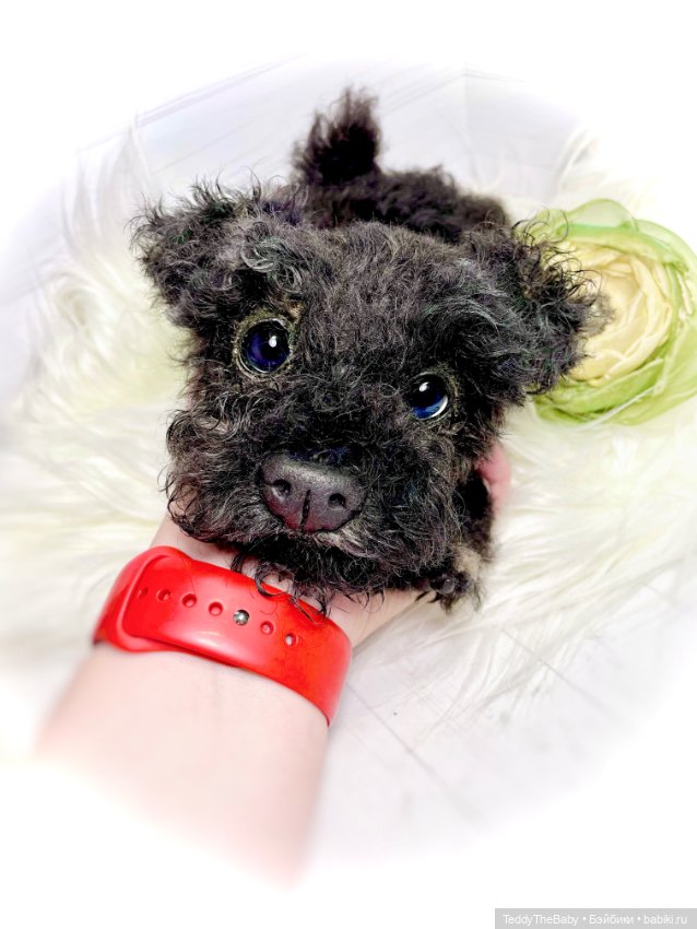 Ódin 🐾🐶 — Реалистичные игрушки и звери (Натюр): собаки