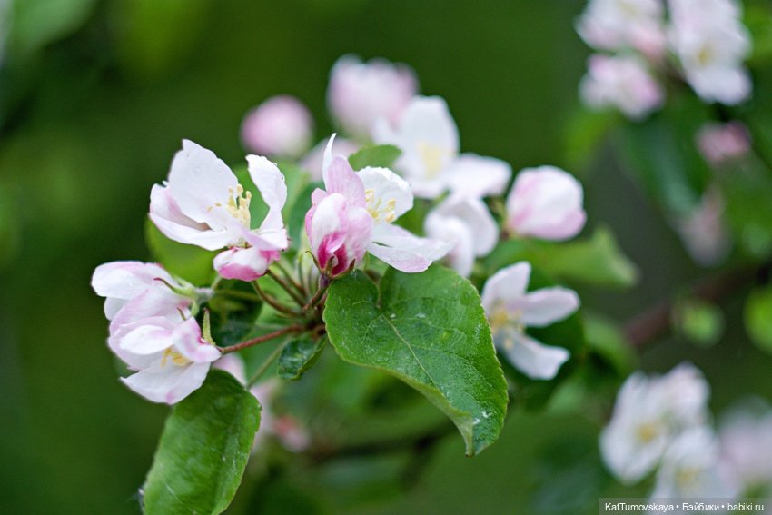 Черничкины прогулки — Куклы Rainbow High (Рейнбоу Хай