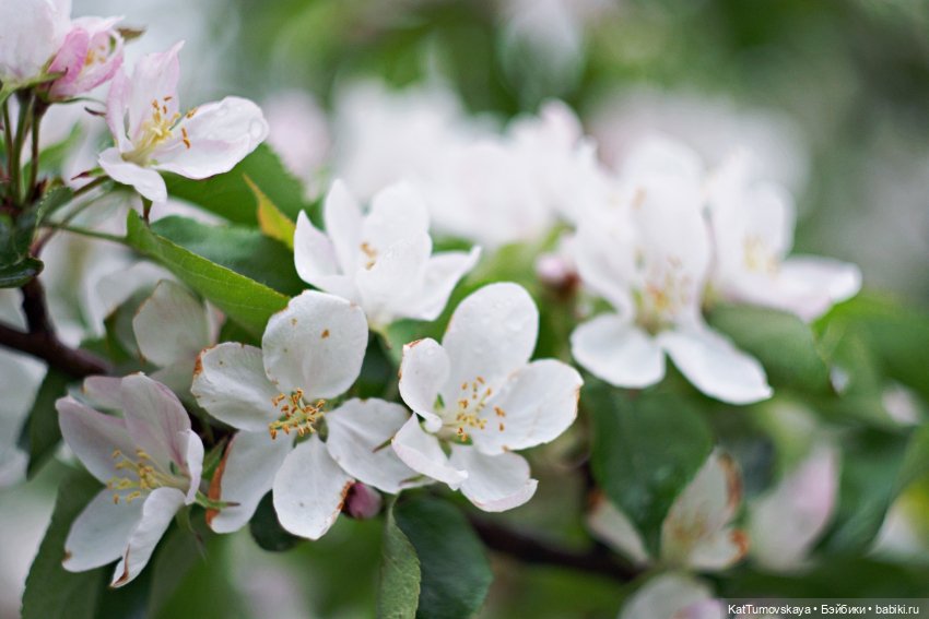 Черничкины прогулки — Куклы Rainbow High (Рейнбоу Хай