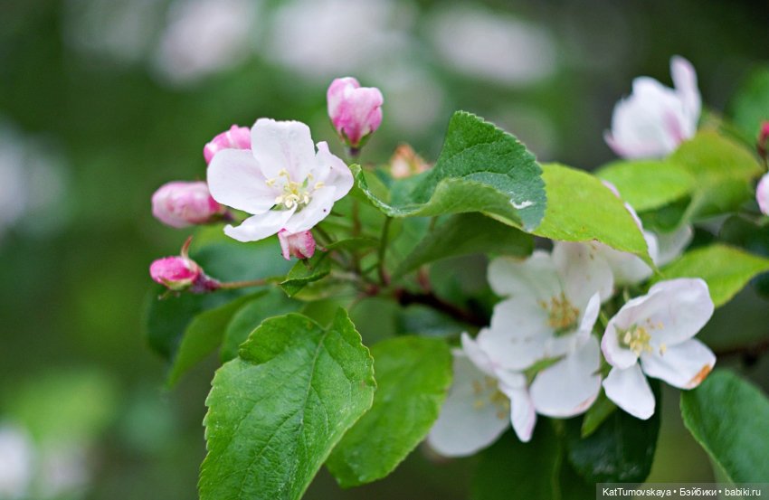 Черничкины прогулки — Куклы Rainbow High (Рейнбоу Хай