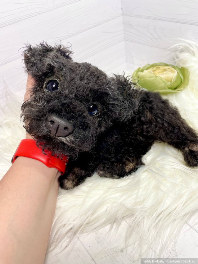 Ódin 🐾🐶 — Реалистичные игрушки и звери (Натюр): собаки