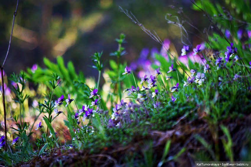Черничкины прогулки — Куклы Rainbow High (Рейнбоу Хай