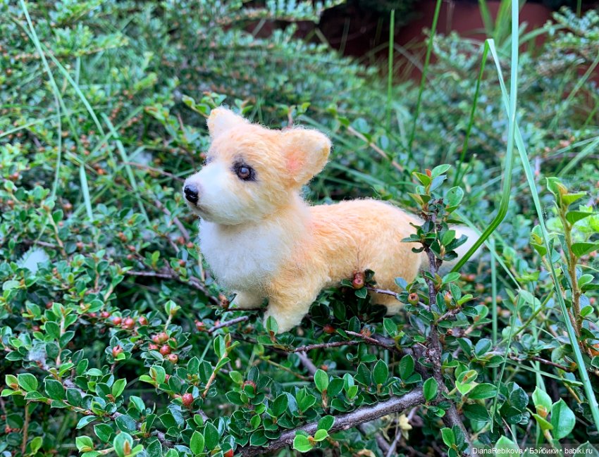 Прогулка с корги в парке у дома (фото 6)