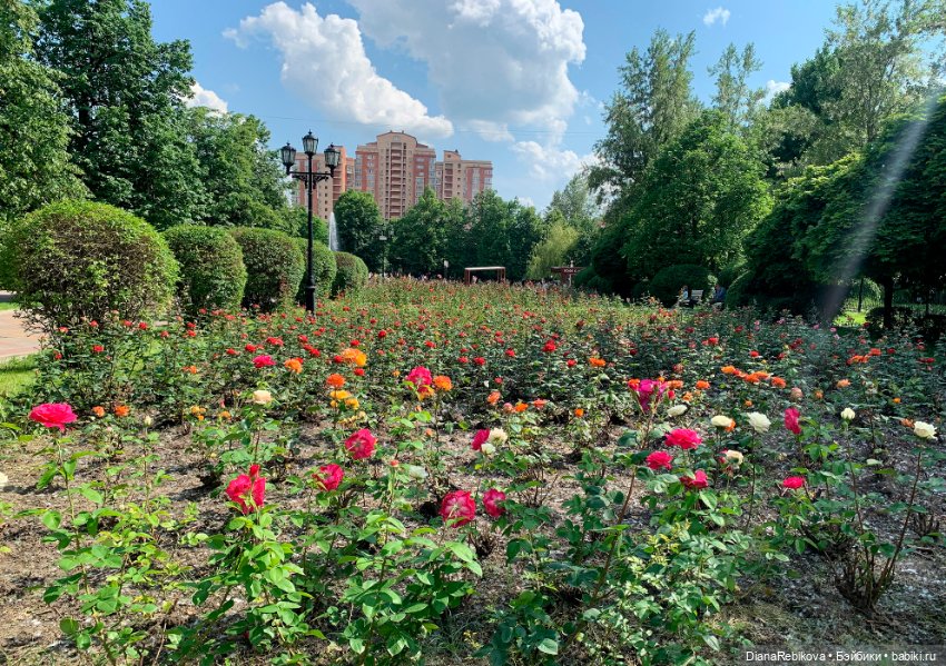 Прогулка с корги в парке у дома (фото 4)