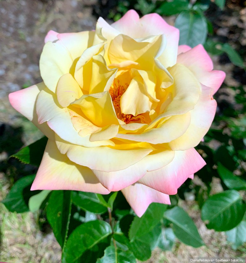 Прогулка с корги в парке у дома (фото 7)