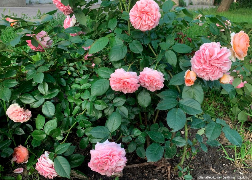 Прогулка с корги в парке у дома (фото 3)