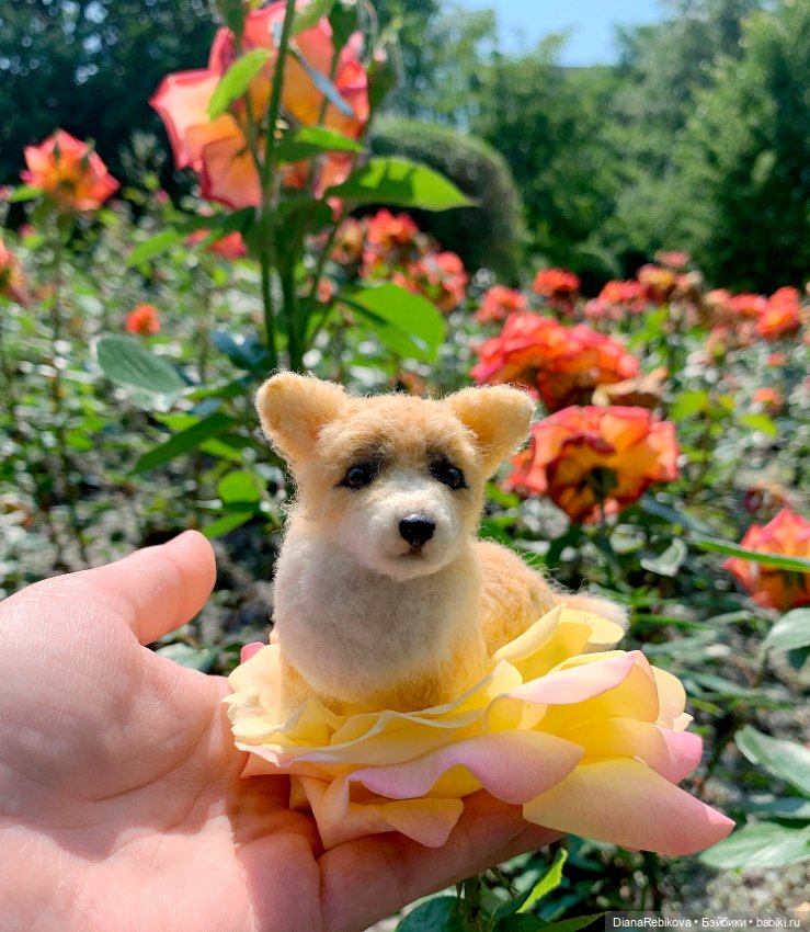 Прогулка с корги в парке у дома (фото 2)