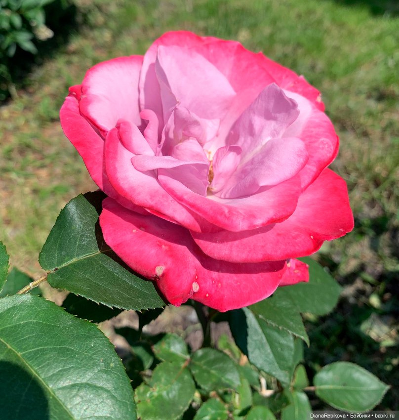 Прогулка с корги в парке у дома