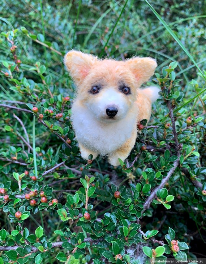 Прогулка с корги в парке у дома (фото 5)