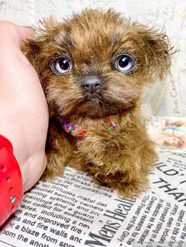 Голди 🐶 — Реалистичные игрушки и звери (Натюр): собаки