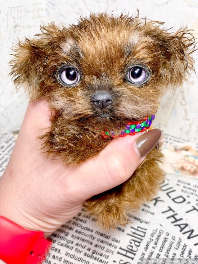 Голди 🐶 — Реалистичные игрушки и звери (Натюр): собаки (фото 10)