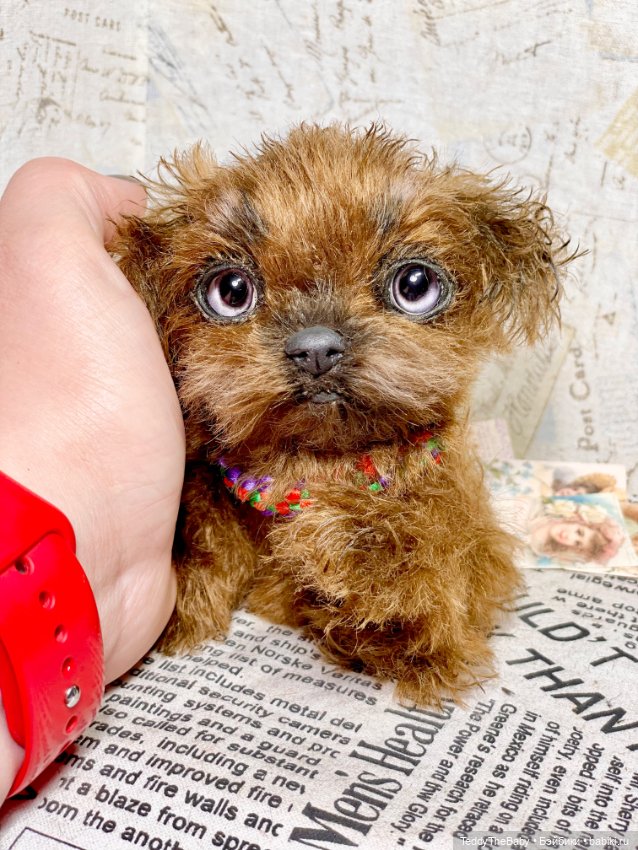 Голди 🐶 — Реалистичные игрушки и звери (Натюр): собаки