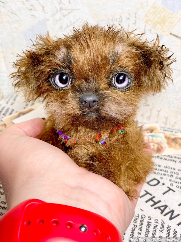 Голди 🐶 — Реалистичные игрушки и звери (Натюр): собаки