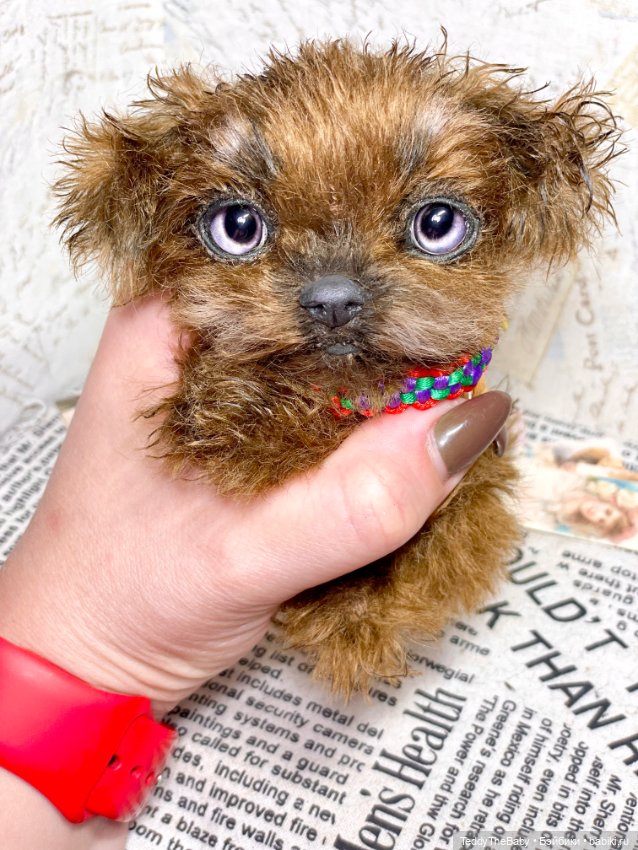 Голди 🐶 — Реалистичные игрушки и звери (Натюр): собаки (фото 8)