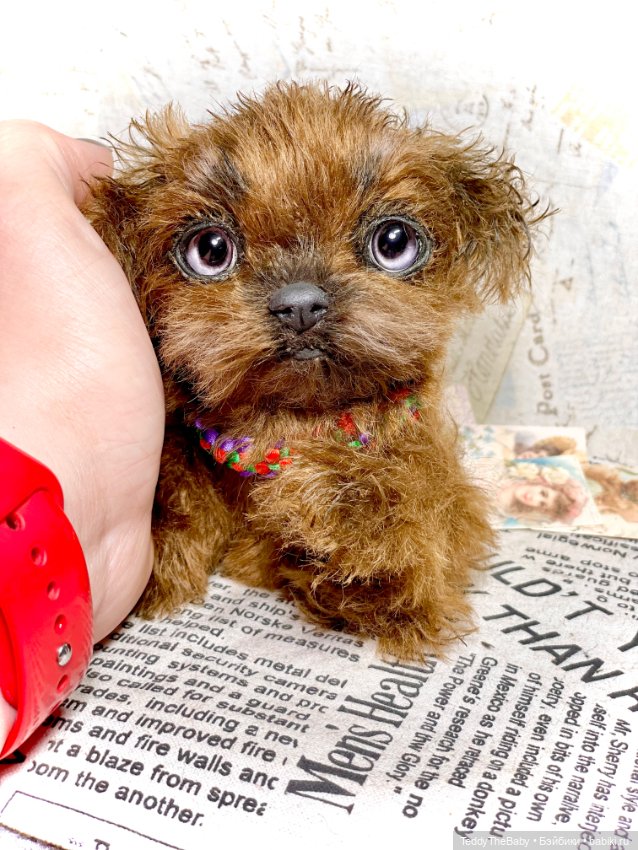 Голди 🐶 — Реалистичные игрушки и звери (Натюр): собаки