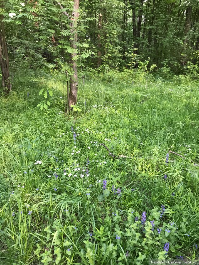 Лесная прогулка с Розанной от Heidi Plusczok 2021 года