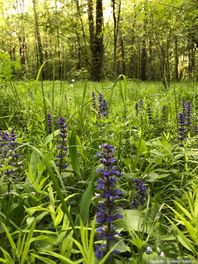 Лесная прогулка с Розанной от Heidi Plusczok 2021 года (фото 8)