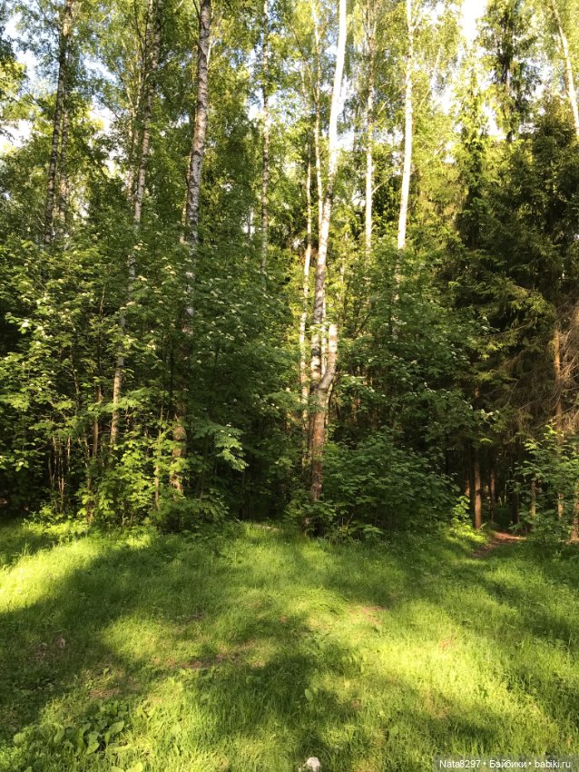 Лесная прогулка с Розанной от Heidi Plusczok 2021 года