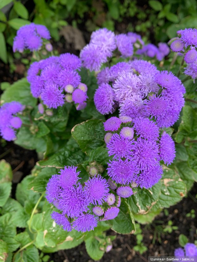 Привет,.. я - Анжелика… — ООАК Paola Reina (Паола Рейна) и испанских кукол: перерисовка (фото 9)