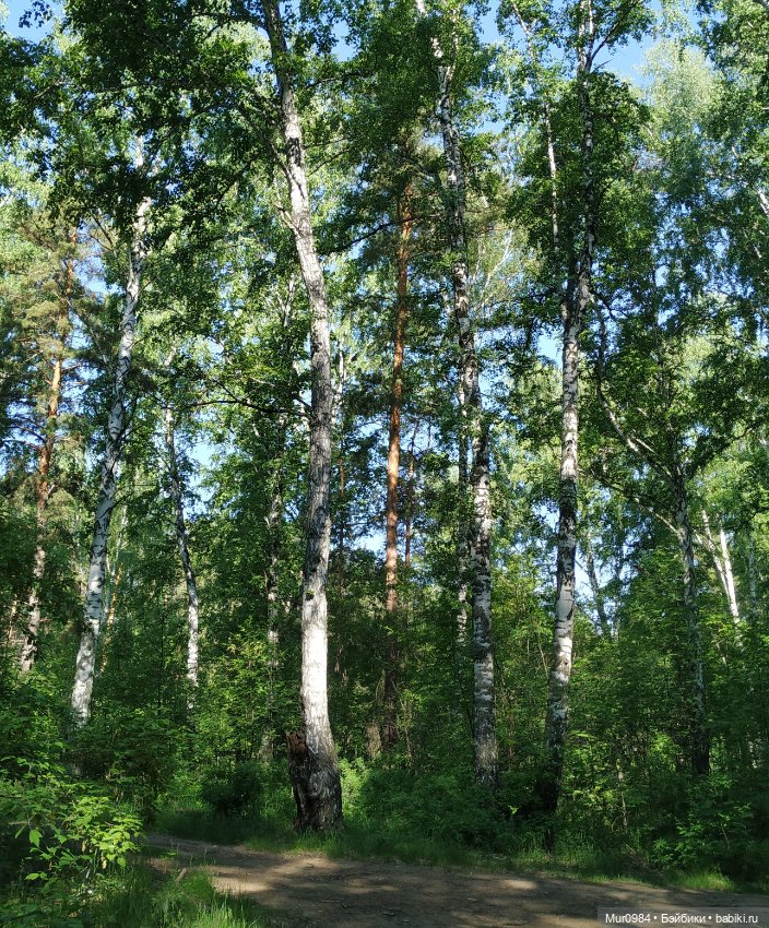 Лесная прогулка Криса с Баксом (фото 9)