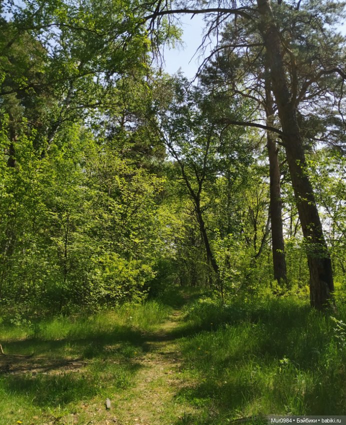 Лесная прогулка Криса с Баксом