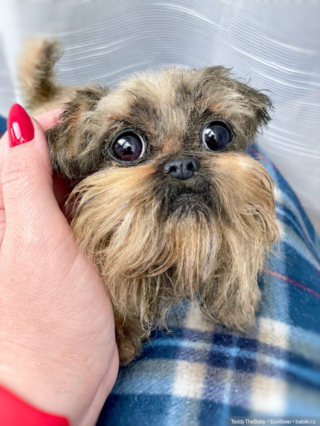 Эльф 🐾 — Реалистичные игрушки и звери (Натюр): собаки