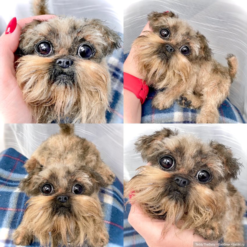 Эльф 🐾 — Реалистичные игрушки и звери (Натюр): собаки