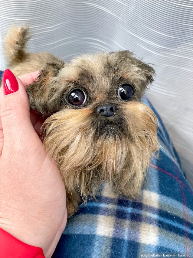 Эльф 🐾 — Реалистичные игрушки и звери (Натюр): собаки