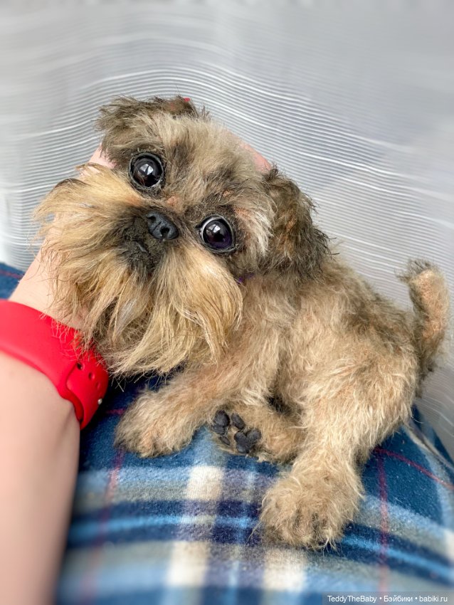 Эльф 🐾 — Реалистичные игрушки и звери (Натюр): собаки