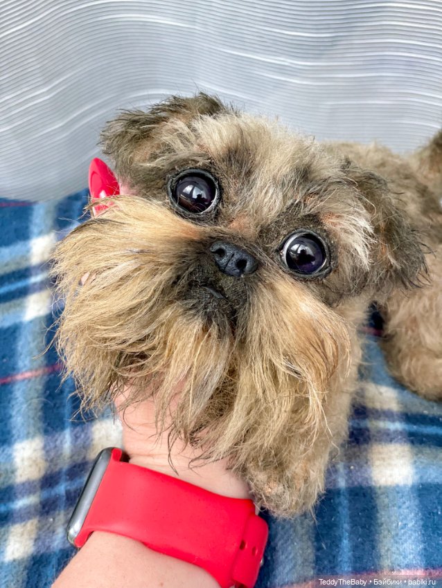 Эльф 🐾 — Реалистичные игрушки и звери (Натюр): собаки