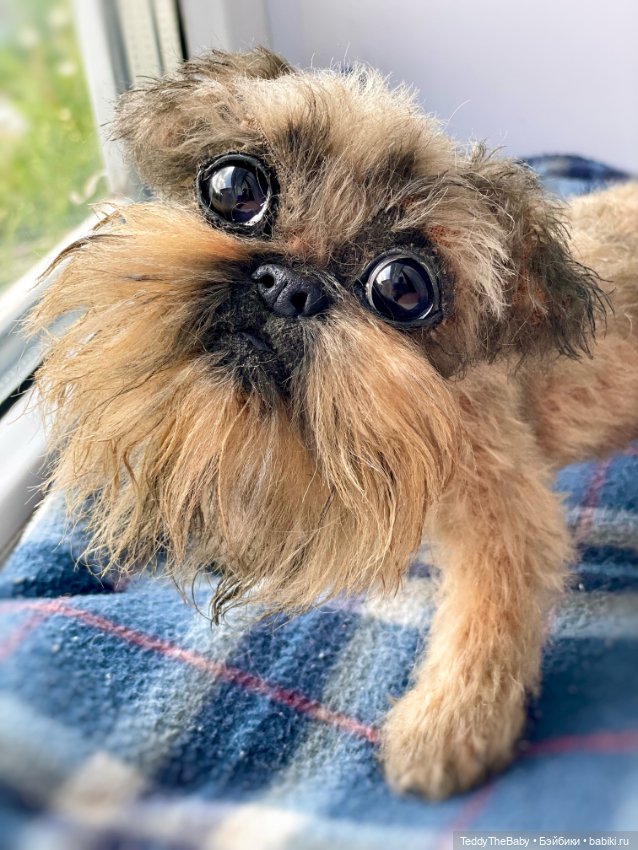 Эльф 🐾 — Реалистичные игрушки и звери (Натюр): собаки (фото 5)