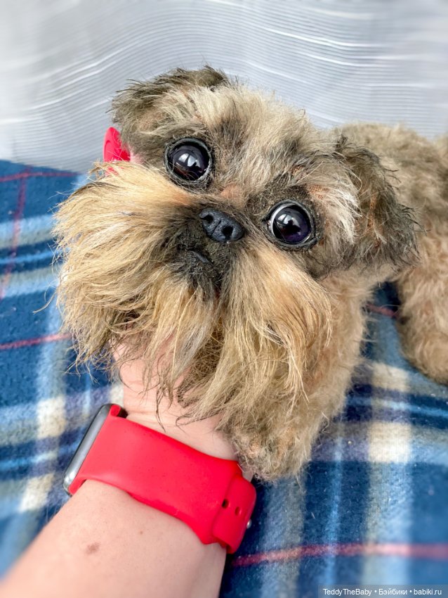 Эльф 🐾 — Реалистичные игрушки и звери (Натюр): собаки