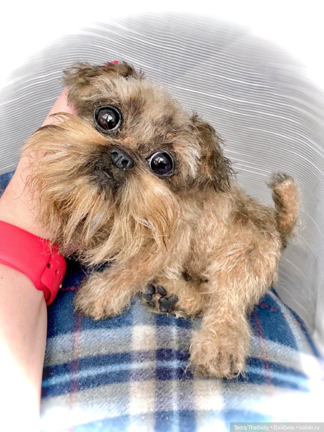 Эльф 🐾 — Реалистичные игрушки и звери (Натюр): собаки