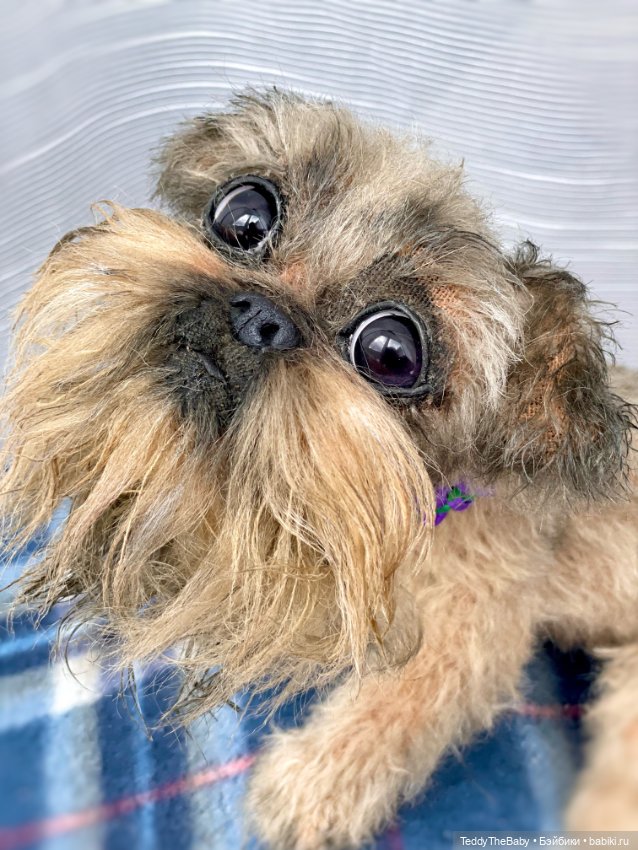 Эльф 🐾 — Реалистичные игрушки и звери (Натюр): собаки