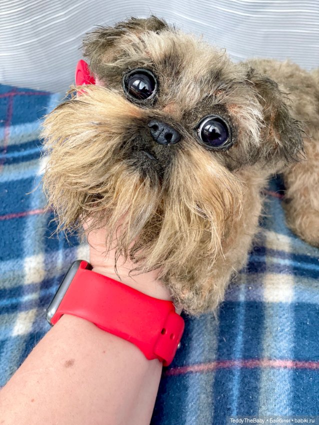 Эльф 🐾 — Реалистичные игрушки и звери (Натюр): собаки