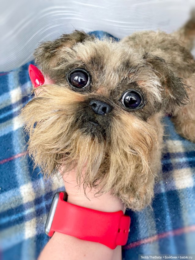 Эльф 🐾 — Реалистичные игрушки и звери (Натюр): собаки