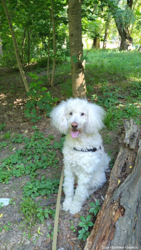 Наша Маша — Домашние фото авторских кукол: личные коллекции (фото 9)