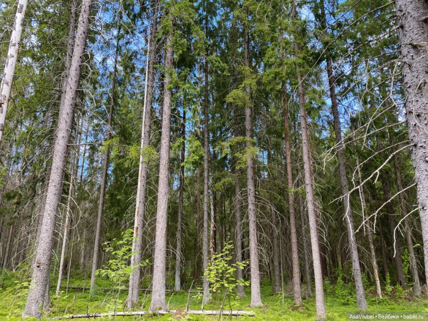 Ольвин гуляет по роще — Куклы Doll Leaves (Долл Ливз): BJD (БЖД) (фото 5)