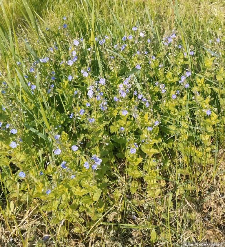 Прогулка Олеси в новом платье (фото 8)