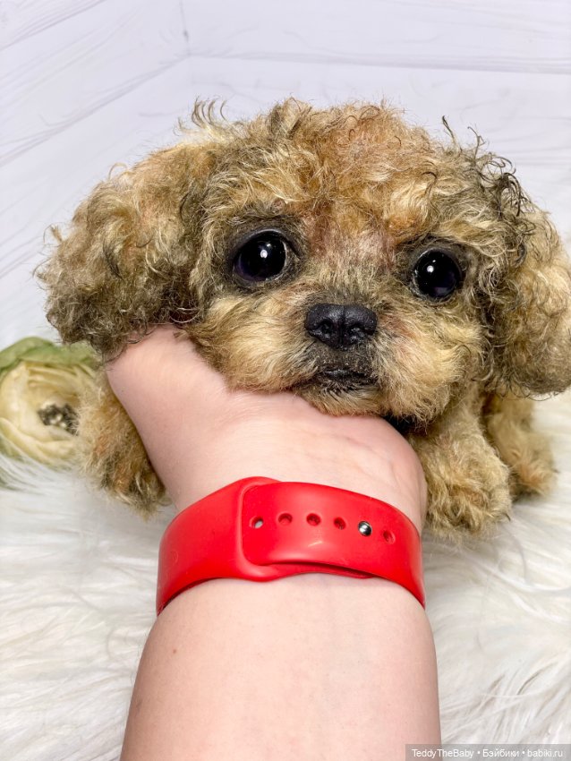 Kraš🐶🐾🐾🐾 — Реалистичные игрушки и звери (Натюр): собаки